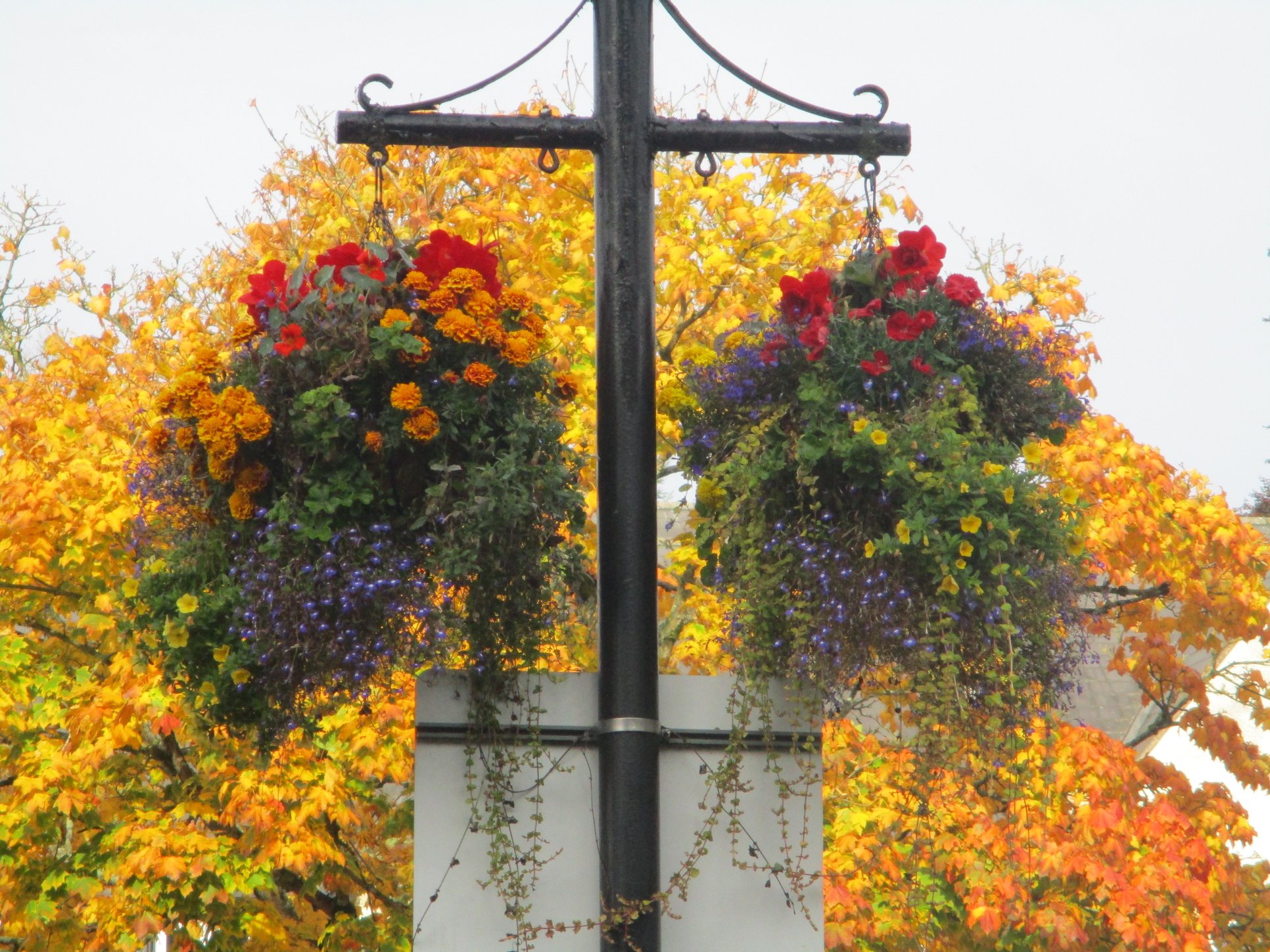 Flowers on Lamppost